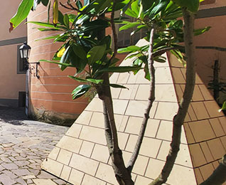 box_machener_gruenprofis_baumpflege